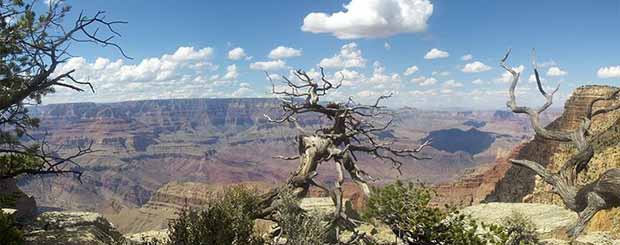 Un vecchio albero sul Grand Canyon in una bellissima giornata.